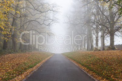 Autumn Fall Tree Lined Road Leading Into Mist or Fog