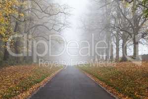 Autumn Fall Tree Lined Road Leading Into Mist or Fog