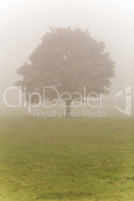 Single Tree in Mist or Fog