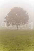 Single Tree in Mist or Fog
