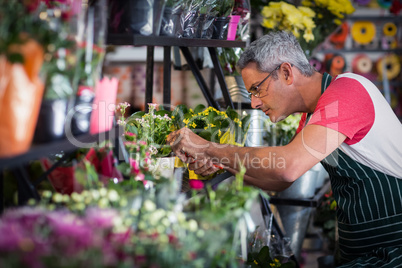 Male florist checking a flowers