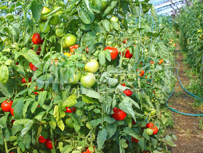 Many ripe red tomato fruits in film greenhouse