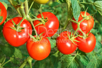 Big ripe red tomato fruits close-up