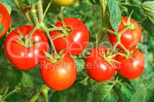 Big ripe red tomato fruits close-up