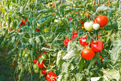 Ripe red tomato fruits in greenhouse