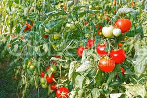 Ripe red tomato fruits in greenhouse