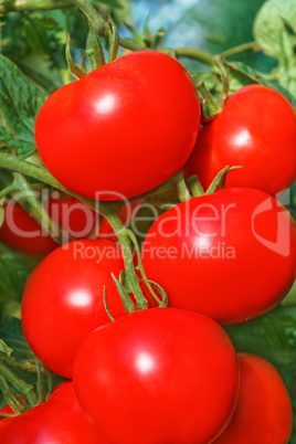 Cluster of big ripe red tomato fruits