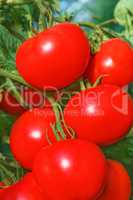 Cluster of big ripe red tomato fruits