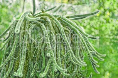 Rat Tail Cactus in pot outdoors