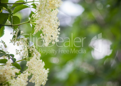 elderflowers on green and rainy background