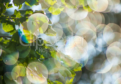 hazelnut leaves and sunlight bokeh abstract Nature