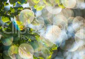 hazelnut leaves and sunlight bokeh abstract Nature