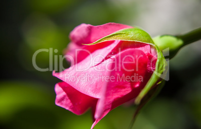 rose bloom with water drops on nature green background