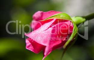 rose bloom with water drops on nature green background