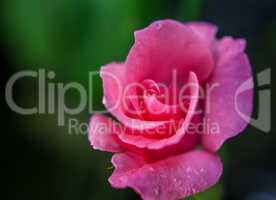 rose blossom on garden green background