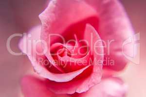 rose blossom pink macro pastel pink background
