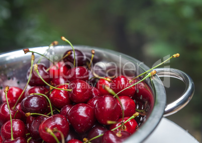 sweet fresh cherries with water trops in the coleander