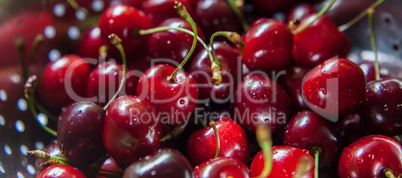 sweet fresh cherries with water trops