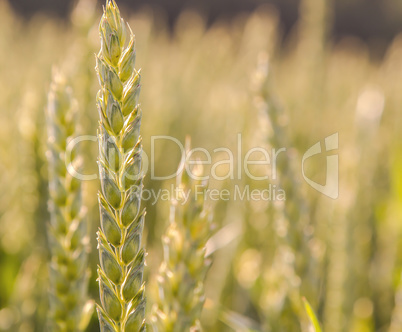 ears of wheat closeup in the sunlight cornfield Background