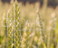 ears of wheat closeup in the sunlight cornfield Background