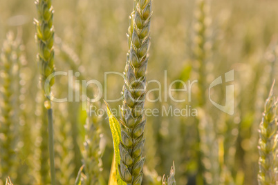 ears of wheat closeup in the sunlight cornfield Background