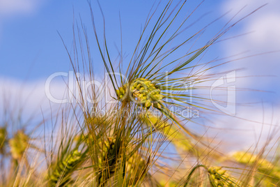 green ears of barley closeup cornfield Background