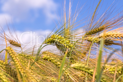 green ears of barley closeup cornfield Background