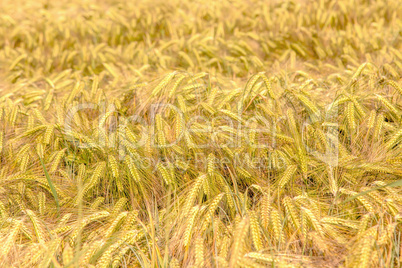 green ears of barley closeup cornfield Background