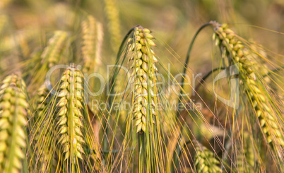 green ears of barley closeup cornfield Background