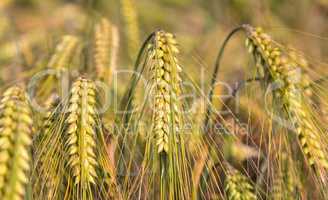 green ears of barley closeup cornfield Background