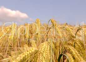 ripe ears of barley closeup cornfield Background blue sky