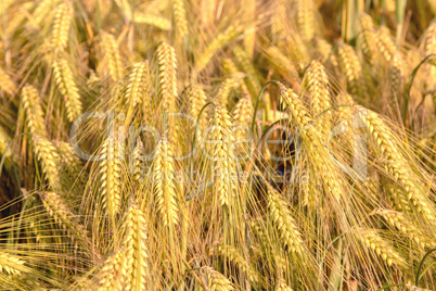 ripe ears of barley closeup cornfield Background