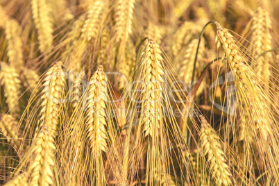 ripe ears of barley closeup cornfield Background