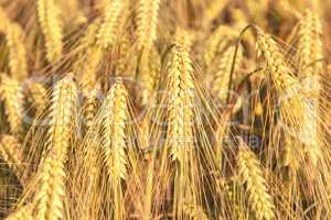 ripe ears of barley closeup cornfield Background