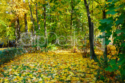 autumn forest and fallen yellow leaves