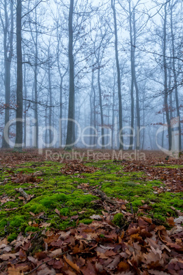 Mystic foggy day in the oak forest