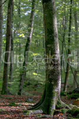 Beautiful beech forest at summer