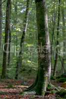 Beautiful beech forest at summer