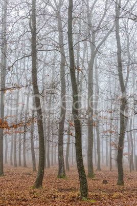 Mystic foggy day in the oak forest