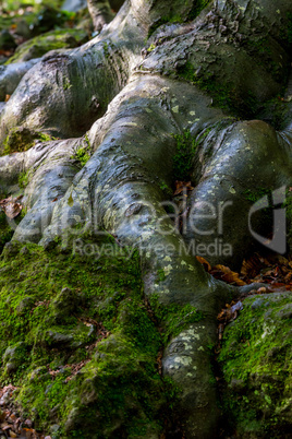 Beech tree root close up