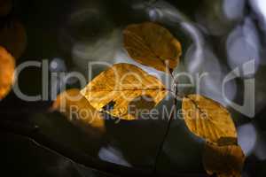 Close up of colorful autumn beech leaves