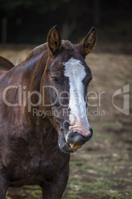 Portrait of laughing brown horse