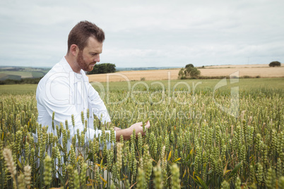 Agronomist checking the crops in the field