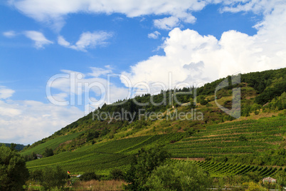 Weinanbaugebiet in Eifel