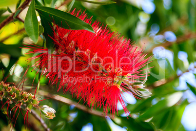 Eine rote Blume