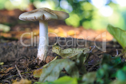 Pilz im Herbstwald