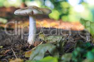 Pilz im Herbstwald