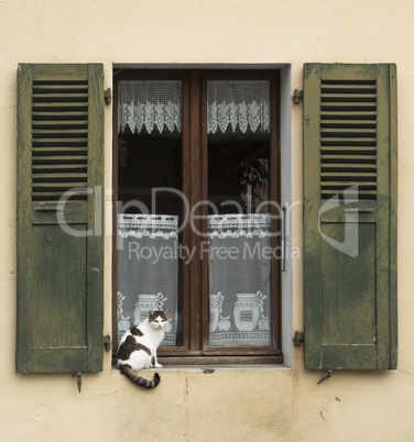 Cat sitting on the windowsill