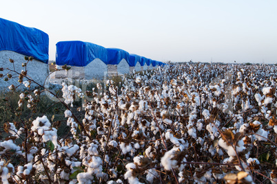 Cotton on the plant ready to be harvested .