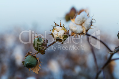 Cotton on the plant ready to be harvested .